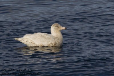 Glaucous Gull (Larus hyperboreus) (first-summer plumage) off Norway_CV1F9657.jpg