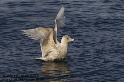 Glaucous Gull (Larus hyperboreus) (first-summer plumage) off Norway_CV1F9659.jpg