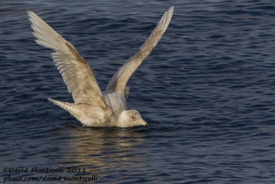Glaucous Gull (Larus hyperboreus) (first-summer plumage) off Norway_CV1F9660.jpg