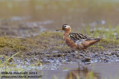 Red Phalarope (Phalaropus fulicarius)(male) _Svalbard_CV1F3343.jpg