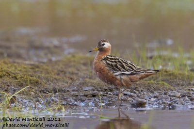 Red Phalarope (Phalaropus fulicarius) (male)_Svalbard_CV1F3348.jpg
