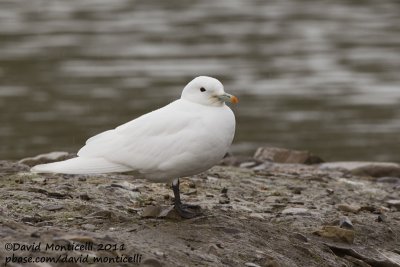 Ivory Gull (adult)_Longyearbyen (Svalbard)_CV1F2883.jpg