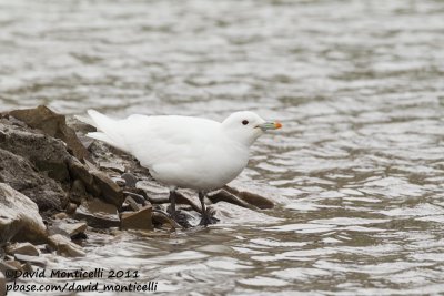 Ivory Gull (adult)_Longyearbyen (Svalbard)_CV1F2897.jpg