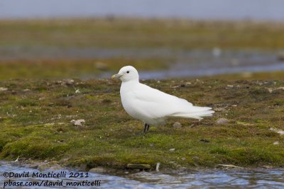 Ivory Gull (adult)_Longyearbyen (Svalbard)_CV1F3454.jpg