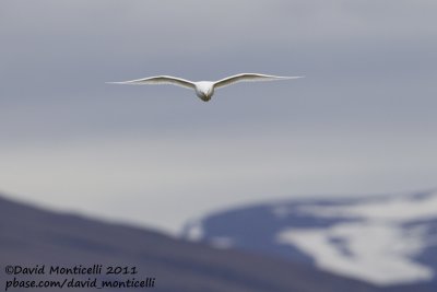 Ivory Gull (adult)_Longyearbyen (Svalbard)_CV1F3476.jpg
