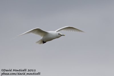 Ivory Gull (adult)_Longyearbyen (Svalbard)_CV1F3483.jpg