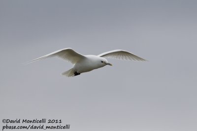 Ivory Gull (adult)_Longyearbyen (Svalbard)_CV1F3484.jpg