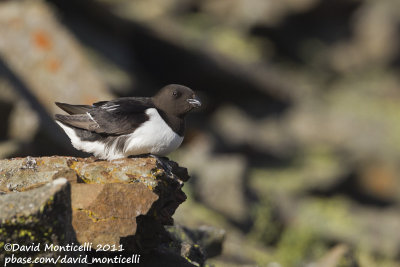 Little Auk (Alle alle)_Svalbard_CV1F3927.jpg