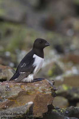 Little Auk (Alle alle)_Svalbard_CV1F3965.jpg