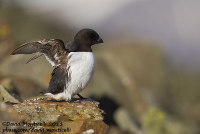 Little Auk (Alle alle)_Svalbard_CV1F3988.jpg