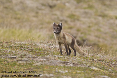 Arctic Fox (Vulpes lagopus)_Svalbard_CV1F2178.jpg