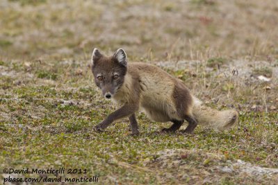 Arctic Fox (Vulpes lagopus)_Svalbard_CV1F2184.jpg