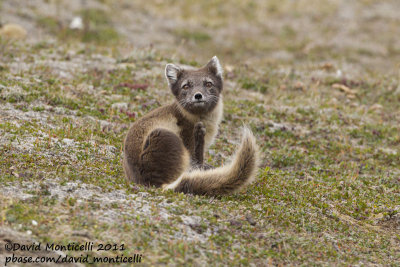 Arctic Fox (Vulpes lagopus)_Svalbard_CV1F2187.jpg