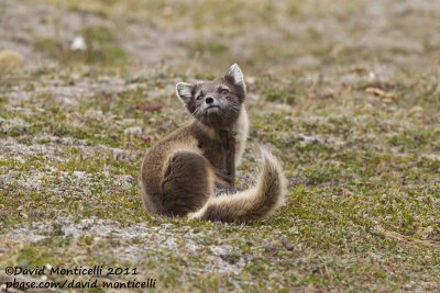 Arctic Fox (Vulpes lagopus)_Svalbard_CV1F2188.jpg