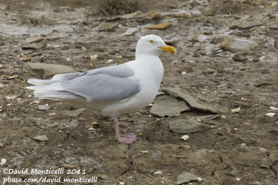 Glaucous Gull (Larus hyperboreus)(adult)_Svalbard_CV1F2246.jpg