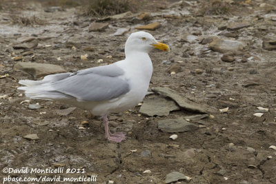 Glaucous Gull (Larus hyperboreus)(adult)_Svalbard_CV1F2256.jpg