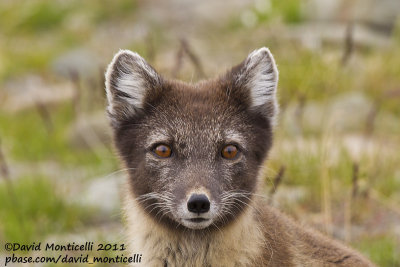 Arctic Fox (Vulpes lagopus) and Svalbard Reindeer (Rangifer tarandus platyrhyncus)