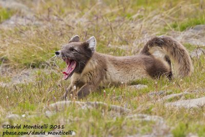 Arctic Fox (Vulpes lagopus)_Svalbard_CV1F2283.jpg