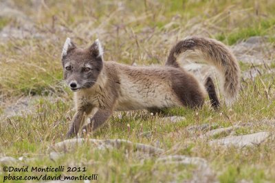 Arctic Fox (Vulpes lagopus)_Svalbard_CV1F2284.jpg