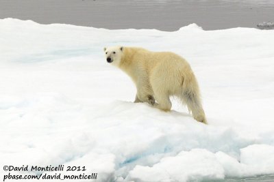 Polar Bear_79N - 2W between Svalbard - Greenlandj.pg