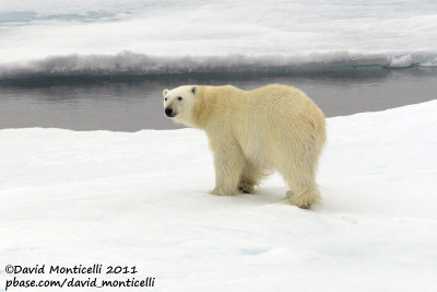 Polar Bear_79N - 2W between Svalbard - Greenland.jpg