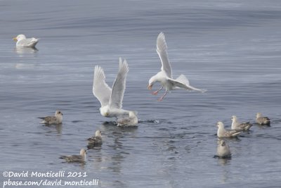 Glaucous Gulls (Larus hyperboreus) with Fulmars_CV1F1780.jpg