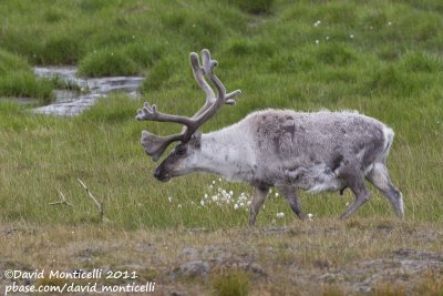 Svalbard Reindeer (Rangifer tarandus platyrhyncus)_Svalbard_CV1F2963.jpg