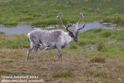 Svalbard Reindeer (Rangifer tarandus platyrhyncus)_Svalbard_CV1F2973.jpg