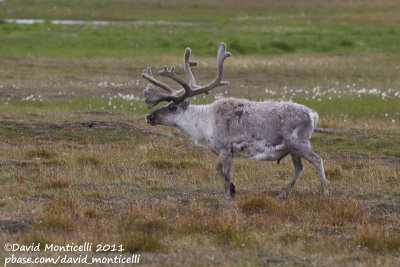 Svalbard Reindeer (Rangifer tarandus platyrhyncus)_Svalbard_CV1F2976.jpg