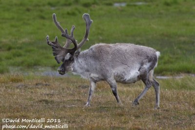 Svalbard Reindeer (Rangifer tarandus platyrhyncus)_Svalbard_CV1F2982.jpg