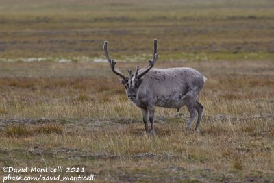 Svalbard Reindeer (Rangifer tarandus platyrhyncus)_Svalbard_CV1F2991.jpg