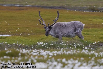 Svalbard Reindeer (Rangifer tarandus platyrhyncus)_Svalbard_CV1F3007.jpg