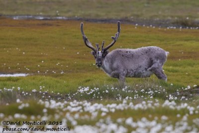Svalbard Reindeer (Rangifer tarandus platyrhyncus)_Svalbard_CV1F3010.jpg