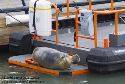Bearded Seal (Erignathus barbatus) resting on a boat_Longyearbyen harbour (Svalbard)_CV1F3039.jpg