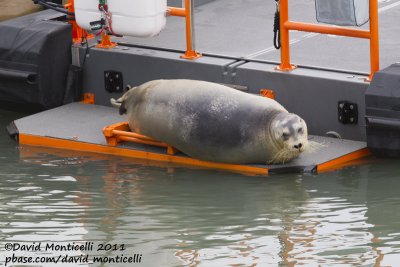 Bearded Seal (Erignathus barbatus) resting on a boat_Longyearbyen harbour (Svalbard)_CV1F3061.jpg
