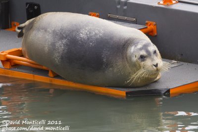 Bearded Seal (Erignathus barbatus) resting on a boat_Longyearbyen harbour (Svalbard)_CV1F3072.jpg