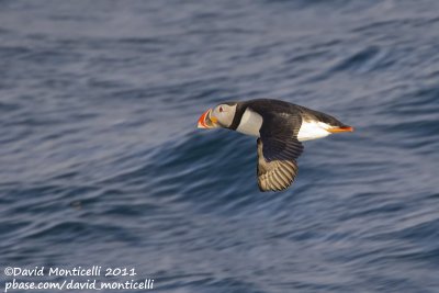 Puffin (Fratercula arctica) off Svalbard_CV1F1259.jpg