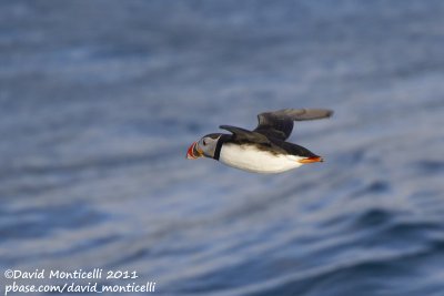 Puffin (Fratercula arctica) off Svalbard_CV1F1262.jpg