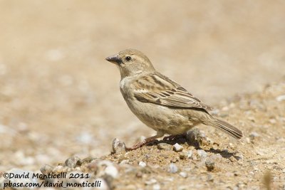 Spanish Sparrow (Passer hispaniolensis)_Segura (Portugal)