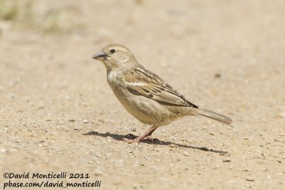 Spanish Sparrow (Passer hispaniolensis)_Segura (Portugal)