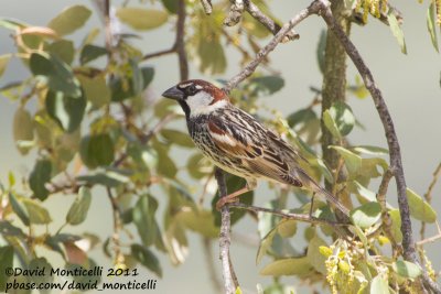 Spanish Sparrow (Passer hispaniolensis)_Segura (Portugal)