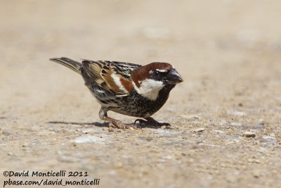 Spanish Sparrow (Passer hispaniolensis)_Segura (Portugal)