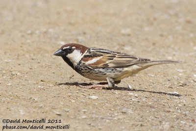 Spanish Sparrow (Passer hispaniolensis)_Segura (Portugal)