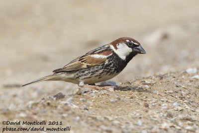 Spanish Sparrow (Passer hispaniolensis)_Segura (Portugal)