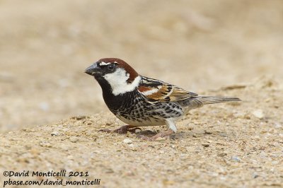 Spanish Sparrow (Passer hispaniolensis)_Segura (Portugal)