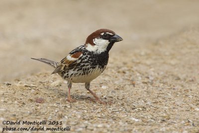 Spanish Sparrow (Passer hispaniolensis)_Segura (Portugal)