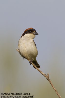 Woodchat Shrike (Lanius senator)_Segura (Portugal)