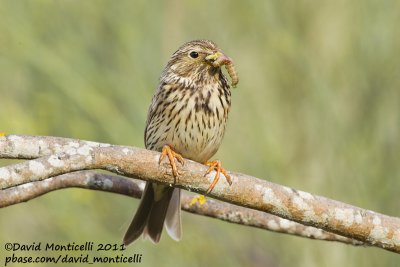 Corn Bunting (Miliaria calandra)_Segura (Portugal)