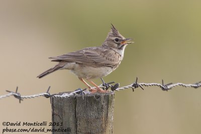 Crested Lark (Galerida cristata)_Segura (Portugal)