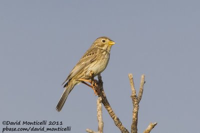 Corn Bunting (Miliaria calandra)_Segura (Portugal)